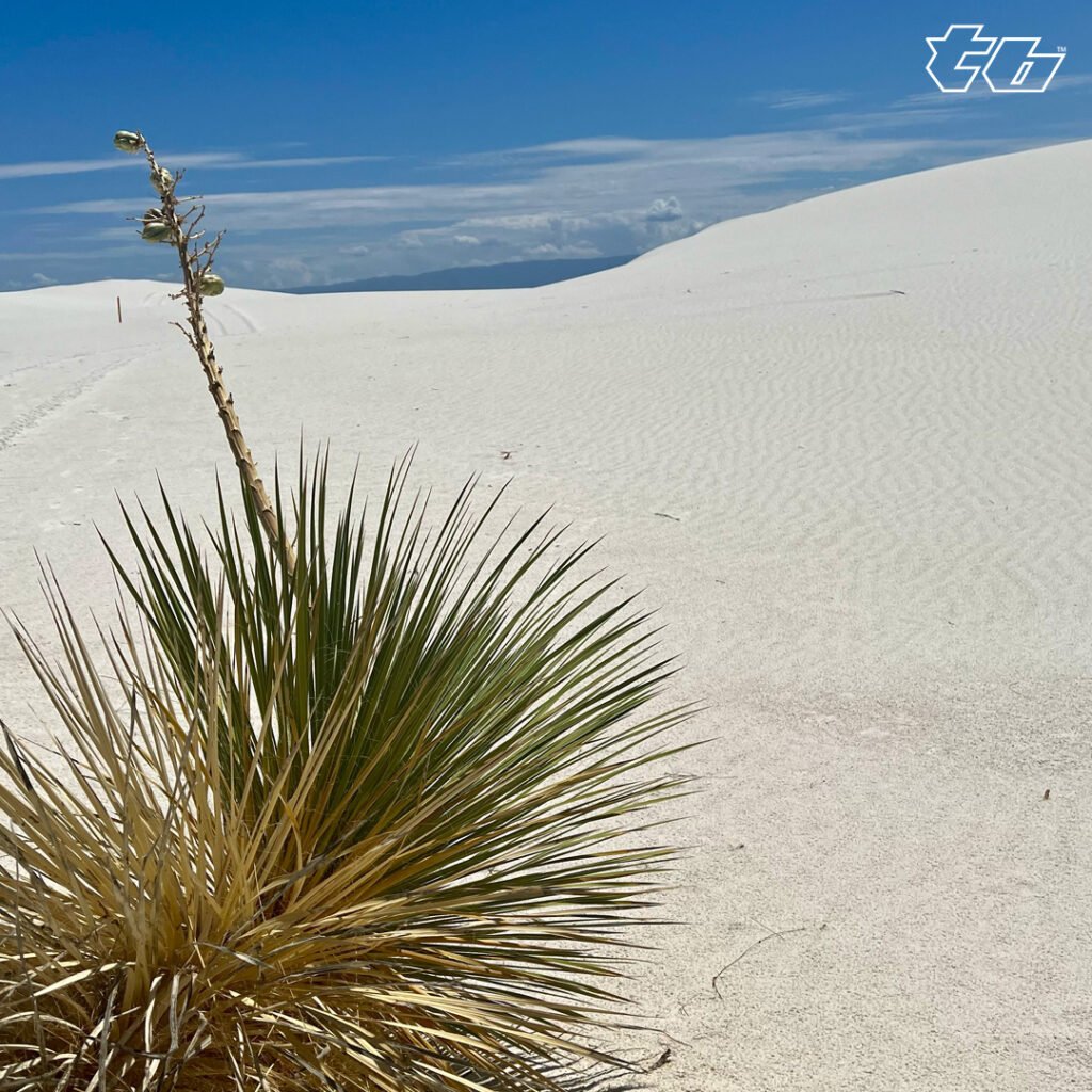 White Sands The Point