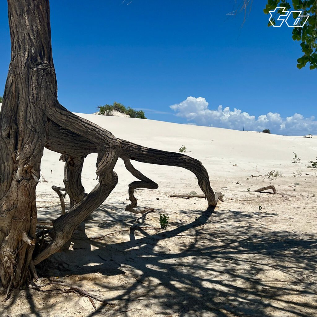 White Sands Tree